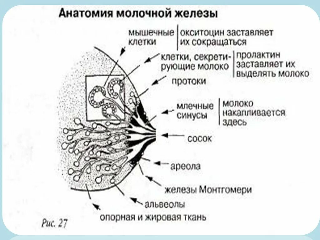 Печень и молочные железы. Анатомия молочной железы. Строение молочной железы. Рис.1. анатомия молочной железы.