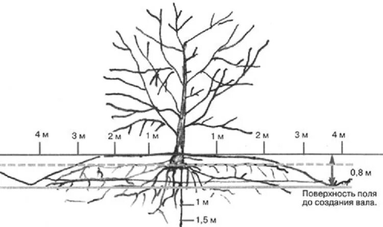 Корневая система карликовой яблони. Корневая система яблони глубина. Размер корневой системы яблони.