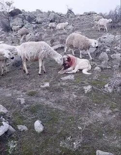 Волки нападают на стадо