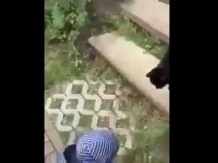 Спроси как у кошечки дела