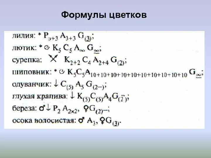 Ч5 л5 т бесконечность п бесконечность. Формула цветка березы. Формула цветка. Формулы цветков. Примеры формул цветков.