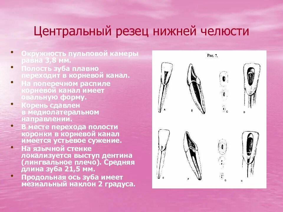 Строение резцов. Боковой резец нижней челюсти анатомия. анатомия центральных резцов нижней челюсти. центральный резец нижней челюсти анатомия. зуб центральный резец верхней челюсти.