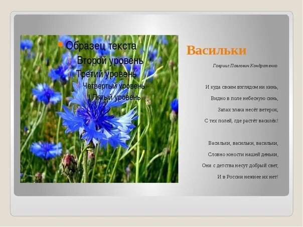 Василек поет ромашка. Стихи про васильки. Стих про Василек. Васильки стишок для детей. Василек синий с надписью.