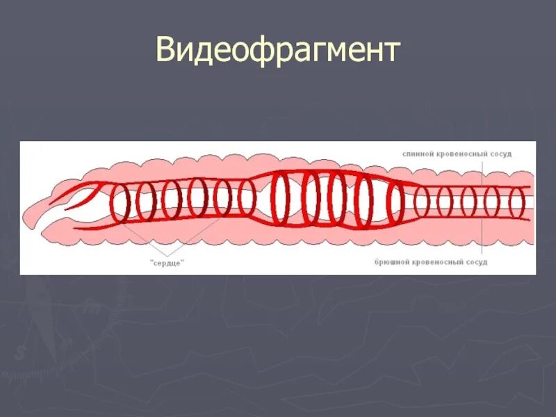 Эволюции кровеносных