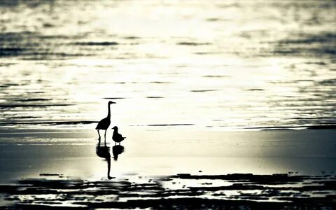Черно белая птица на воде