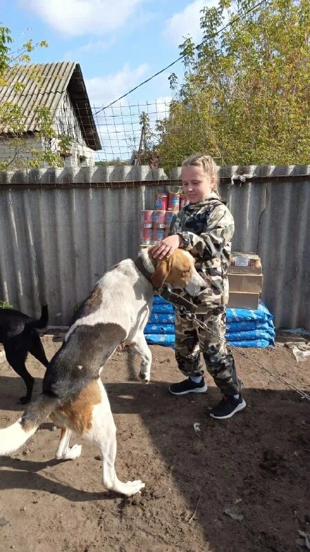 верность приют для собак смоленск. приют верность смоленск. лабрадор или овчарка в квартире. приют верность смоленск щенки. собачий приют в смоленске.