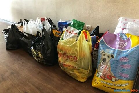 Приюты собирают деньги