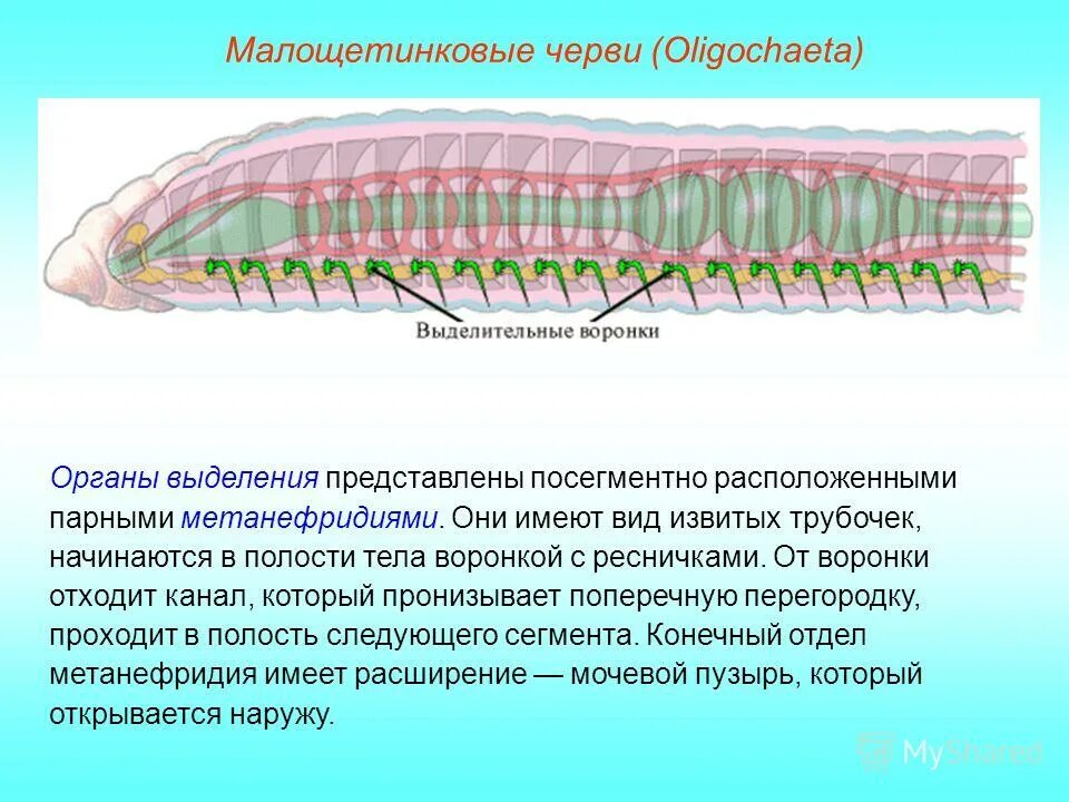 Тип кольчатые черви выделительная система. Тип выделительной системы кольчатых червей. Тип кольчатые черви Annelida. Выделительная схема кольчатых червей. Полости тела червя находится