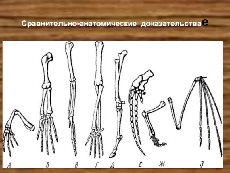 Скелет передних конечностей у млекопитающих. Гомологичные конечности позвоночных. Гомологичные органы передней конечности животных. Эволюция конечностей позвоночных. Эволюция скелета конечностей хордовых.