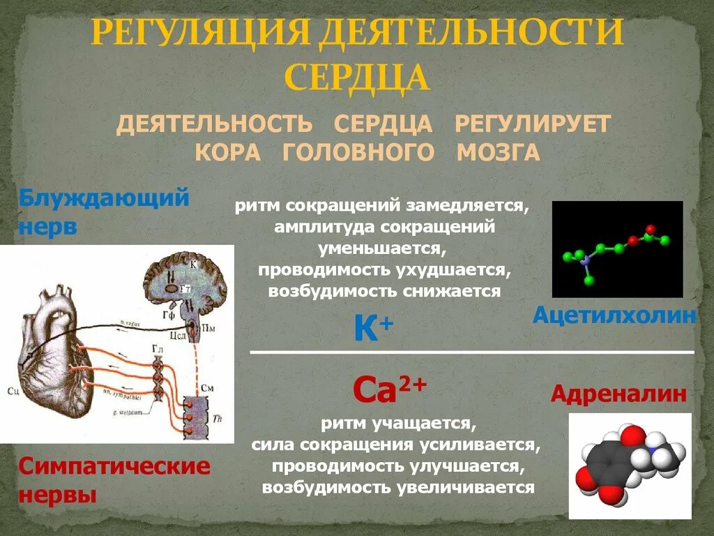 Гормоны , регулирующие деятельность сердца.. Регуляция деятельности сердца. Саморегуляция деятельности сердца. Нервные механизмы регуляции деятельности сердца. Гормон центральной нервной системы