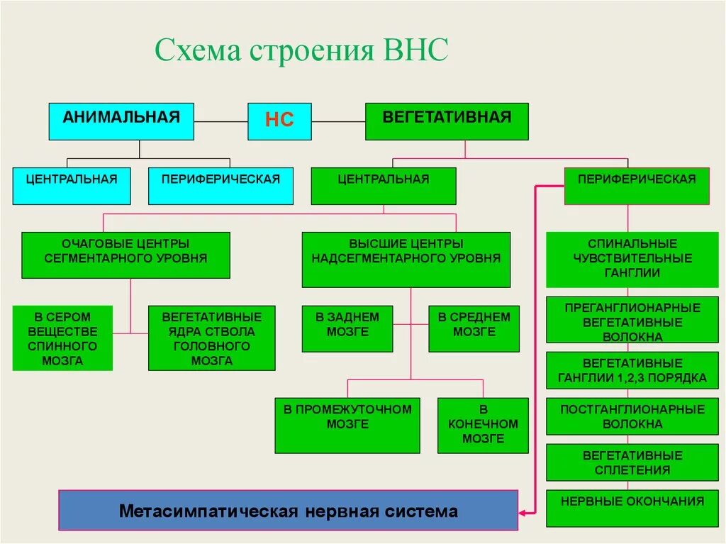 Вегетативный комплекс. Вегетативный комплекс