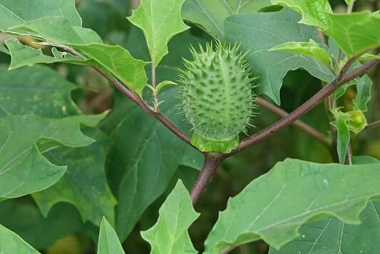 Дурман трава фото File:Datura stramonium 2 (2005 07 07).jpg Wikipedia