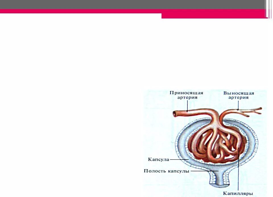 Какая кровь в клубочке нефрона. Строение капсулы Боумена-Шумлянского. Капсула Шумлянского Боумена анатомия. Нефрон и его кровоснабжение физиология. Почка капсула Шумлянского.