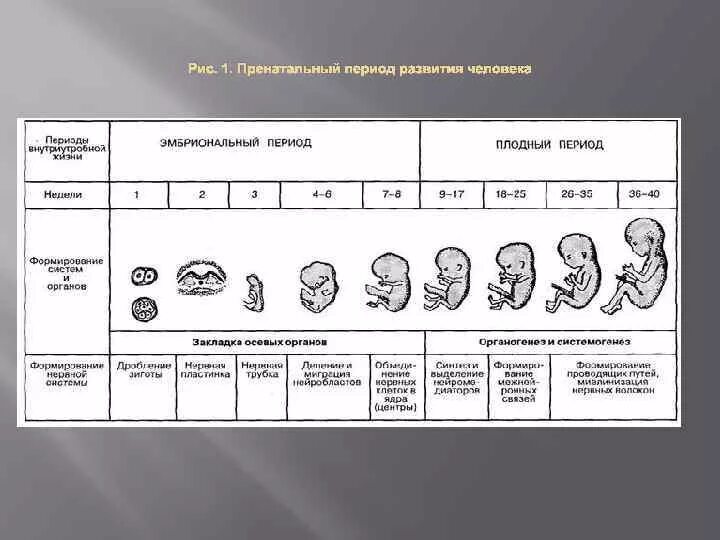 Периоды развития плода схема. Перинатальный период развития ребенка стадия развития. Стадии внутриутробного развития схема. Пренатальный период эмбриональный. Начальный период развития человека