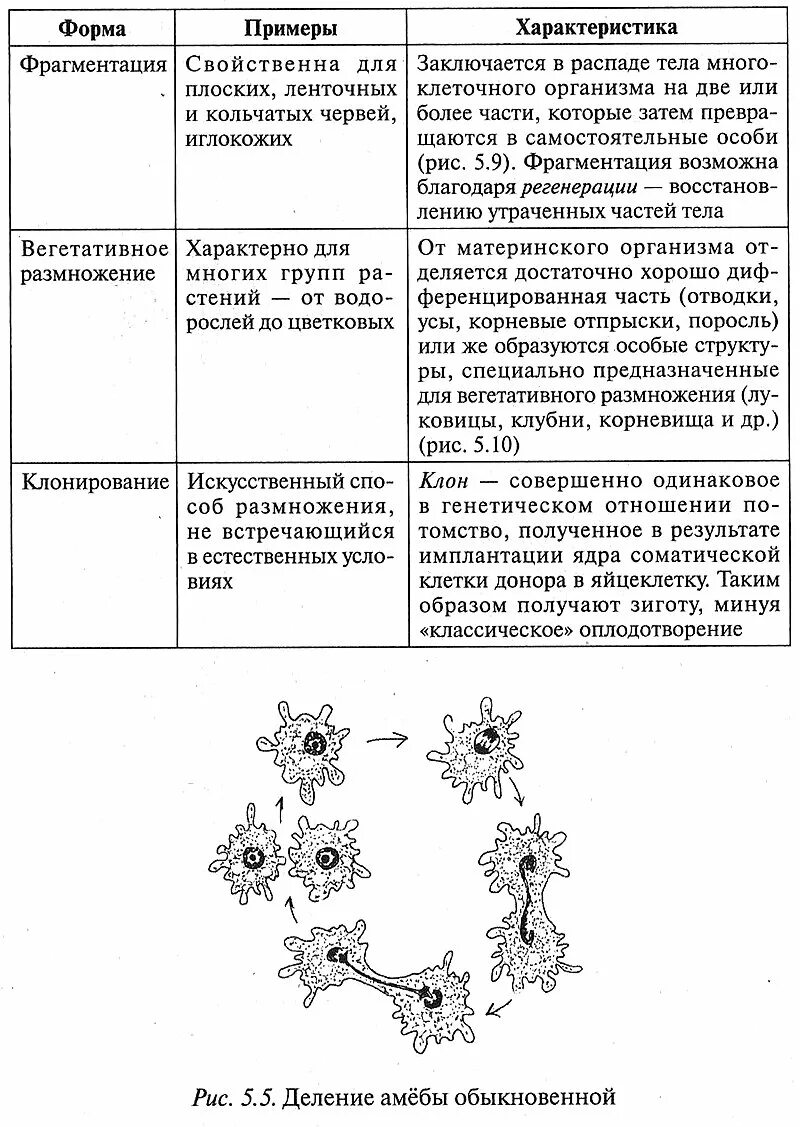 Характеристика способов бесполого размножения таблица. Таблица по биологии 6 класс размножение бесполое размножение. Почкование характеристика размножения. Характеристика фрагментации бесполого размножения. Деление клетки спорообразованием