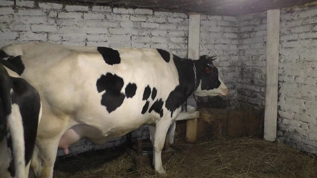 Что делать если корова лягается при доении. Корова первотелка. телочка корова нетель первотелка.