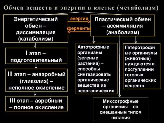 Пластический обмен автотрофные и гетеротрофные организмы. Пластический обмен у гетеротрофов. Пластический обмен у гетеротрофов. Органические вещества в экосистеме. Пластический обмен у гетеротрофов.