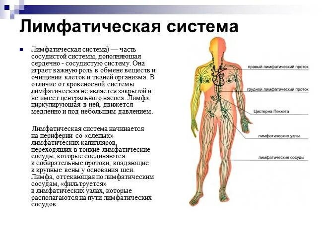 Сходства кровеносной и лимфатической системы. Лимфатическая система строение и функции. лимфатическая система анатомия человека кратко строение и функции. лимфатические сосуды строение и функции. состав лимфатической системы и их функции.