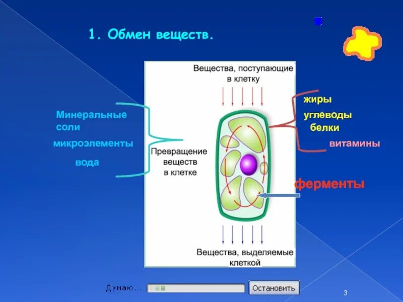 Растительная клетка обмен веществ