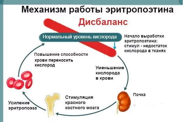 Эритропоэтин биохимия формула. Эритропоэтин. Синтез эритропоэтина в почках. Механизм образования эритропоэтина. Эритропоэтин ? биологические функции.