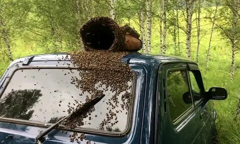 Включи роя