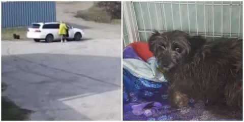 Хромая собака
