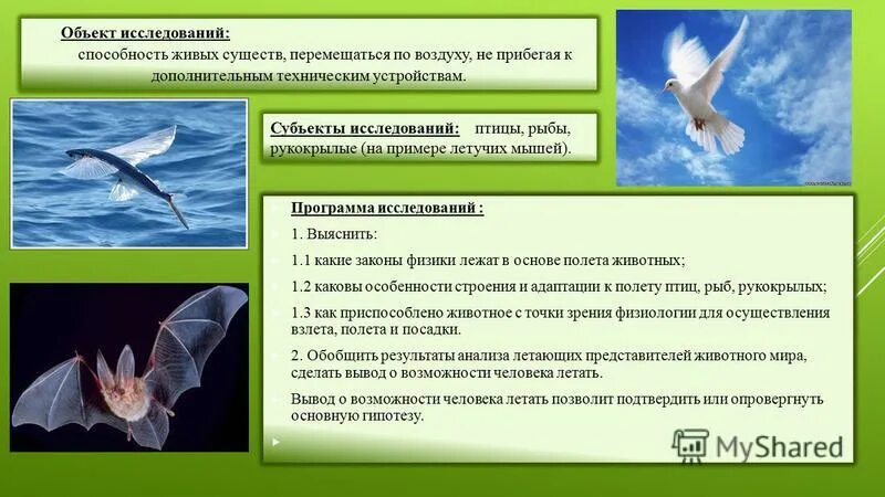 методы исследования птиц