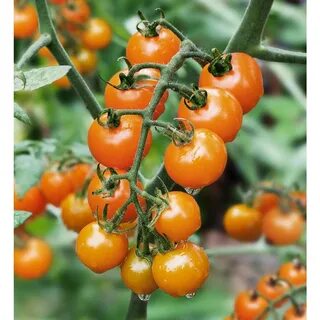 Sugar tomato