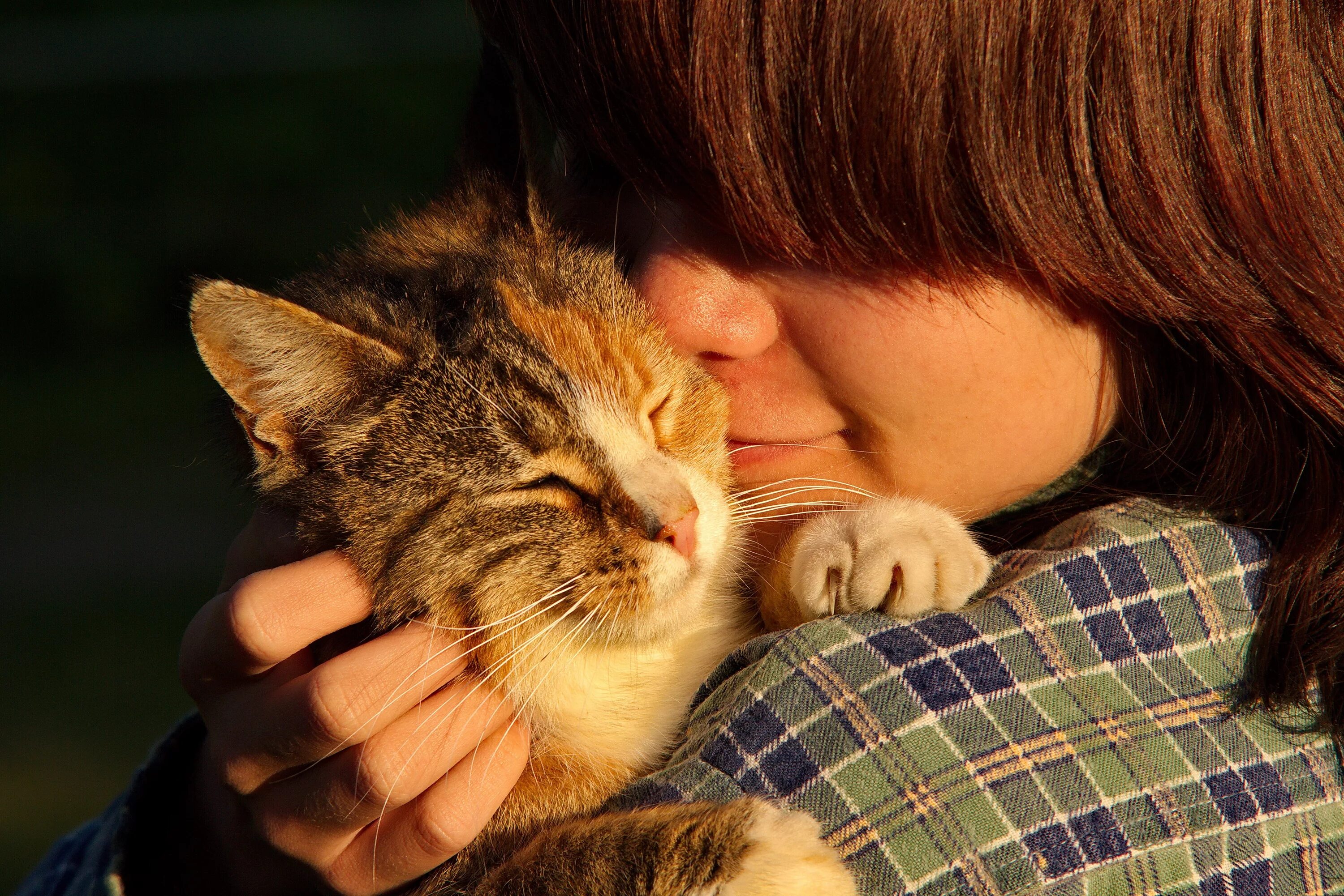 Кот не любит детей. Кот обнимает. Кошки любовь. Котик обнимает человека.