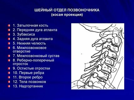 Какие позвонки находятся в шейном отделе