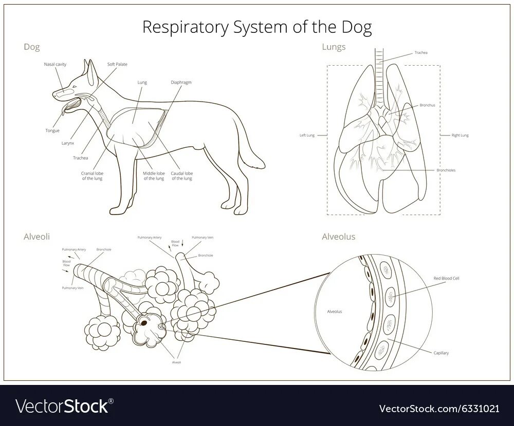 Дыхательная система собаки. Дыхательная система собаки анатомия. Строение дыхательной системы собаки схема. Органы дыхания собаки анатомия. Легкие собаки анатомия.