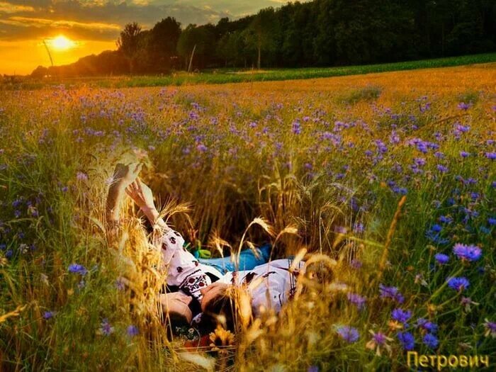 Цветущий луг. Утро в поле. Луг с лошадьми. Степной пейзаж рисунок. Разнотравье поля луга полевые цветы.