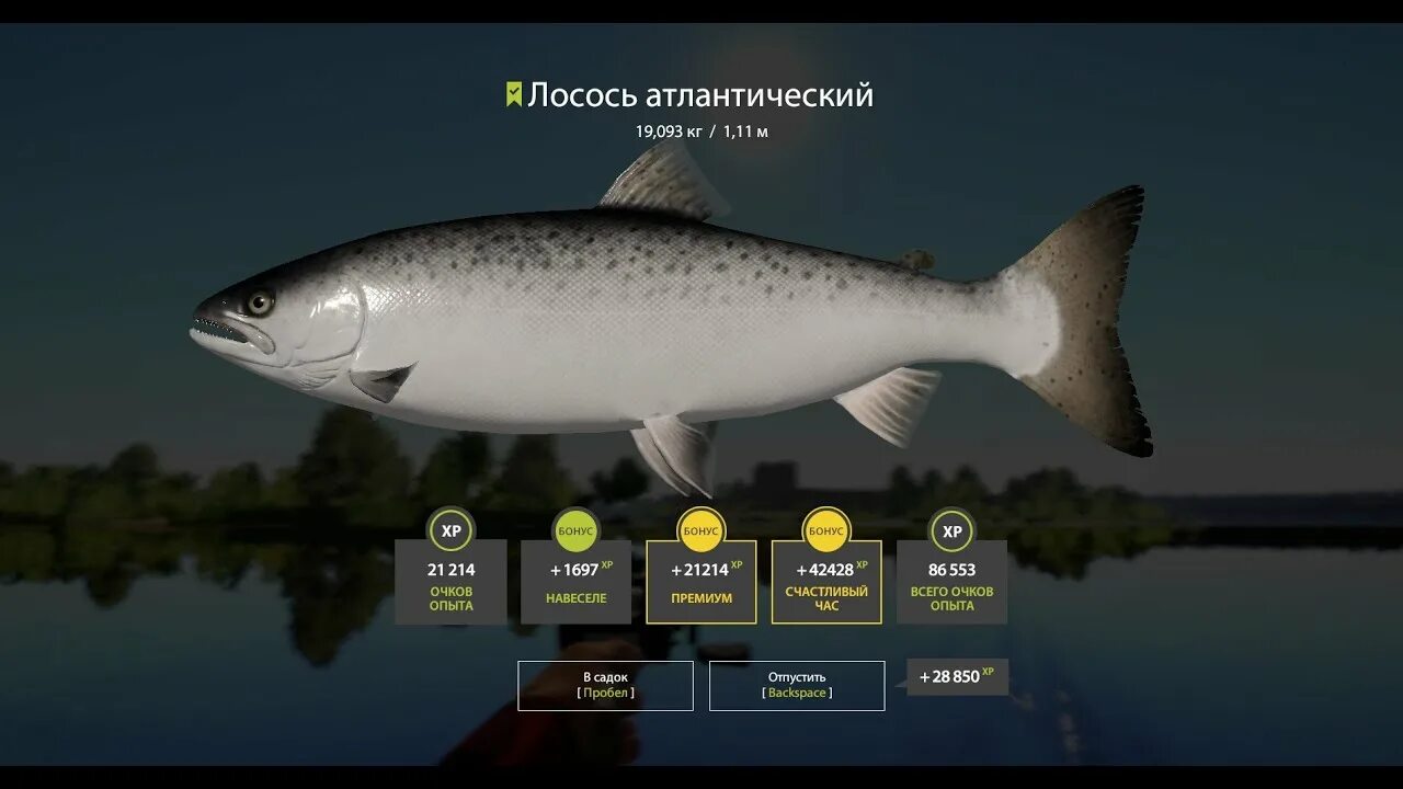 Russian Fishing 4 игра. Русская рыбалка 4 Волхов. Русская рыбалка 4 обои. Рыба на Волхове рр4. Клев волхов