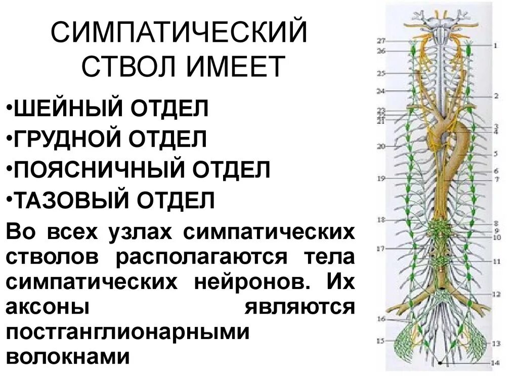 Периферические нервы и сплетения. Топография симпатического ствола схема. Пограничный ствол симпатического нерва. Топография шейного отдела симпатического ствола. Симпатический ствол анатомия шейный отдел.