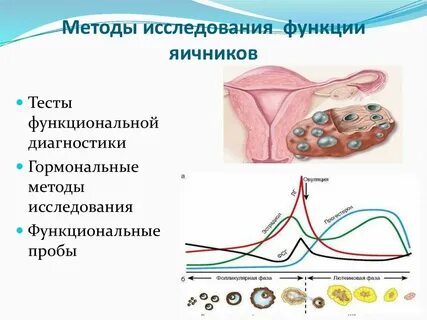 Роль яичников в организме