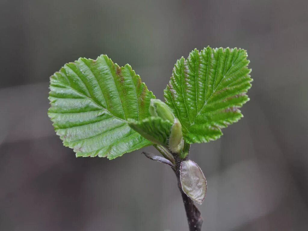 Ольха серая Alnus incana. Ольха серая (Álnus incána). Ольха серая Alnus incana дерево. Ольха серая(Alnus incana) соцветия.