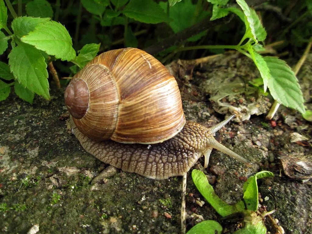 Виноградная улитка наземная. Улитка Helix pomatia. Виноградная улитка Хеликс. Садовая, улитка (Helix pomatia).. Виноградная улитка поматия.