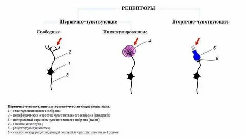 Рецептор это в биологии 8 класс