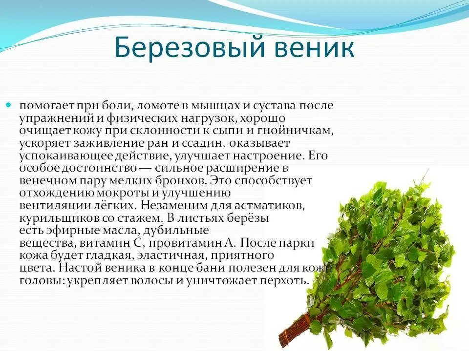 Березовый веник. Веники веники веники помелики. Пижмовый веник. Полезные свойства веников. Веник для бани характеристика.
