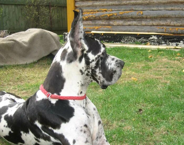 мышастый дог. мраморный дог купированный. датский дог. собака дог королевский мраморный. немецкий дог вес.