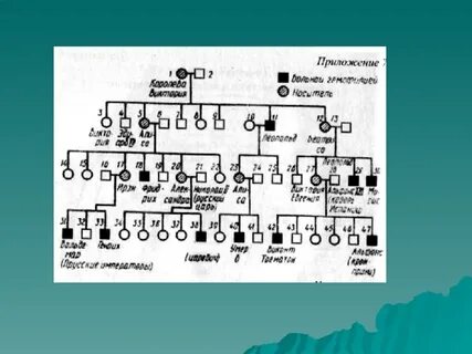 Родословная 3 поколения
