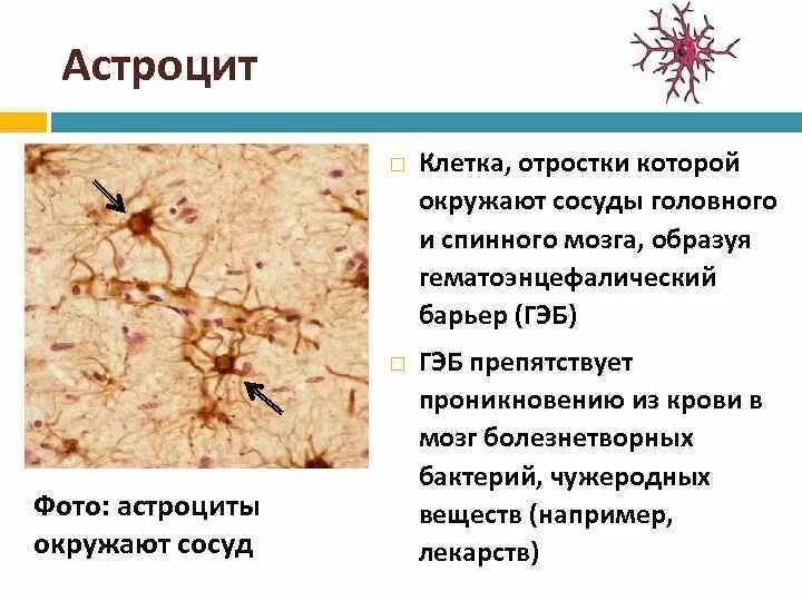 Астроциты спинного мозга. Астроглия и астроциты. Астроциты головного мозга. Протоплазматические и волокнистые астроциты.