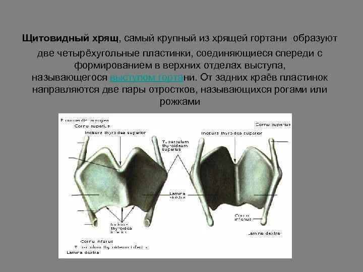 Как называется наиболее крупный хрящ гортани. Края щитовидного хряща. щитовидный хрящ анатомия. пластины щитовидного хряща. задний край пластинки щитовидного хряща.
