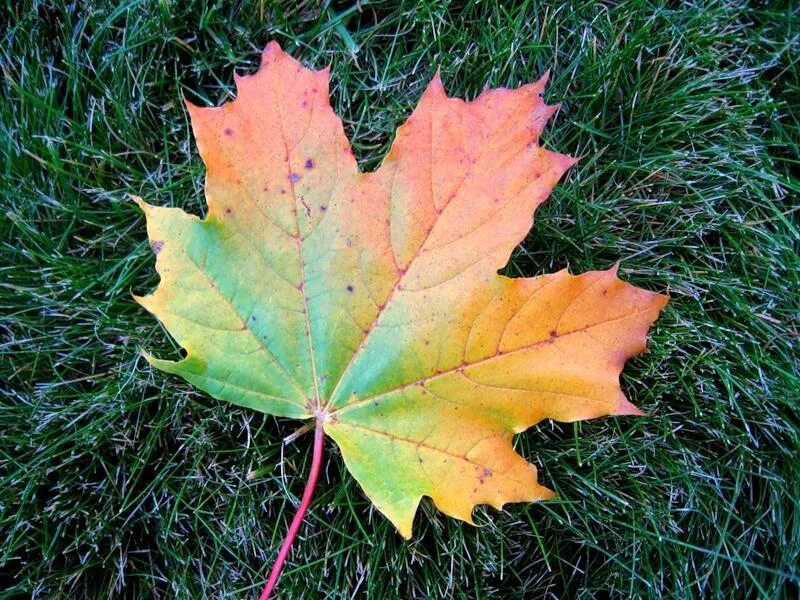 Листья кленов похожие на лапы резко. Кленовый лист. Лист клена летом и осенью. Листья осенью. Осенние листья клена.