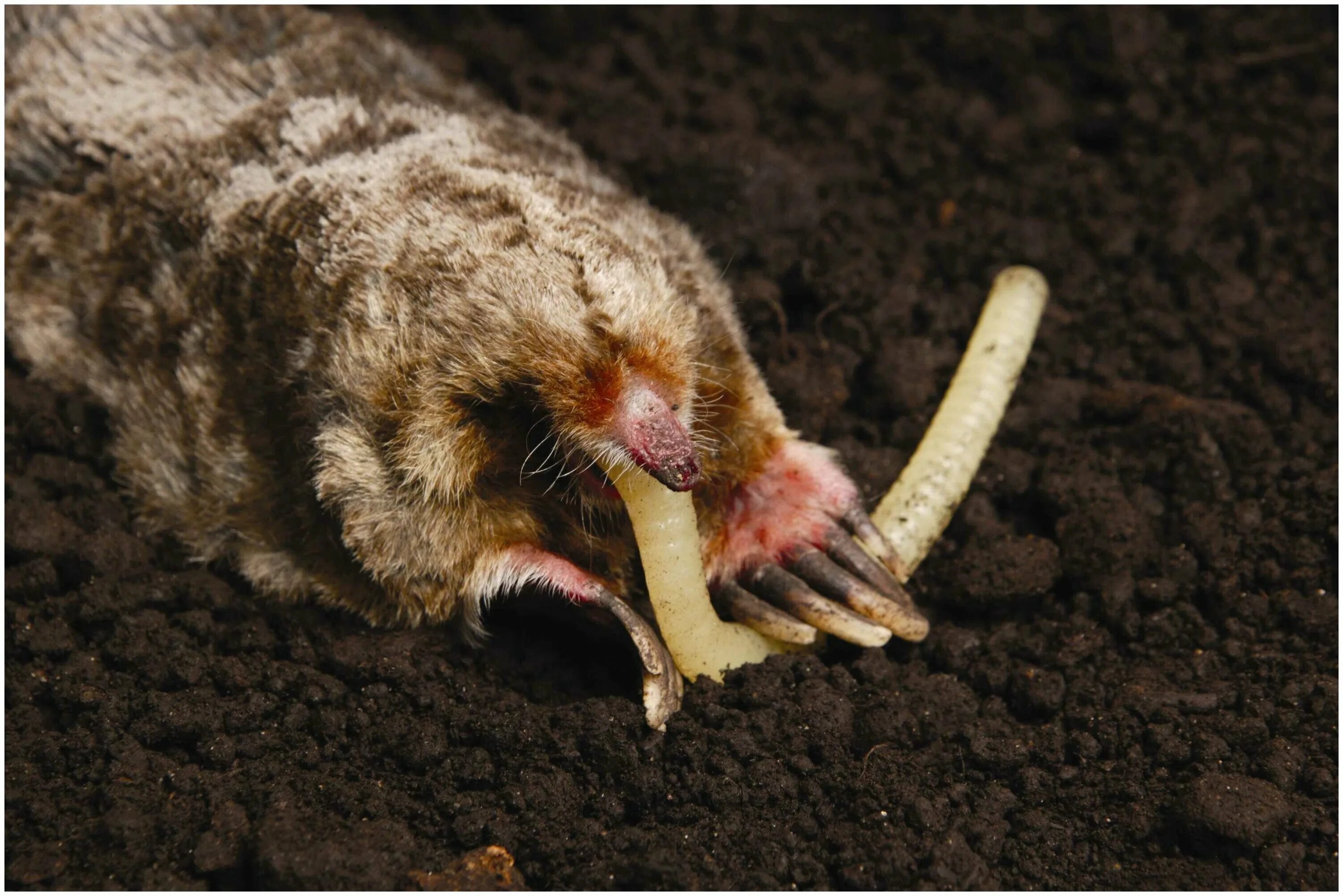 Крот европейский обыкновенный. Отряд насекомоядные крот. Крот выстрел. Крот выстрел. Крот медведка землеройка.