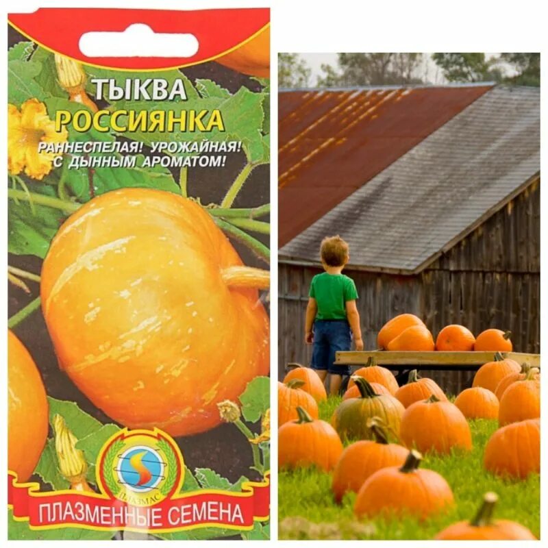 тыква россиянка описание сорта. тыква россиянка 2 г. тыква россиянка аэлита. тыква россиянка. тыква крупноплодная бамбино.