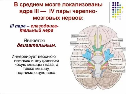 Черепные ядра моста