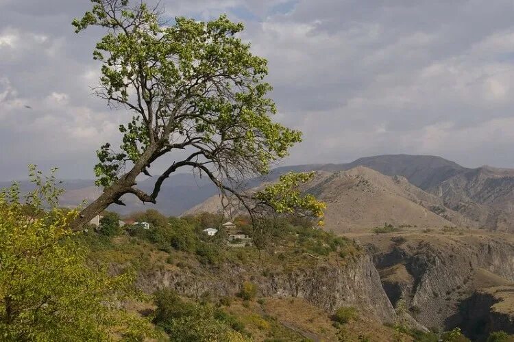 Деревья армян. Baleni Армения дерево. Дерево Барди армянские. Барды дерево в Армении. Дикие деревья в Армении.
