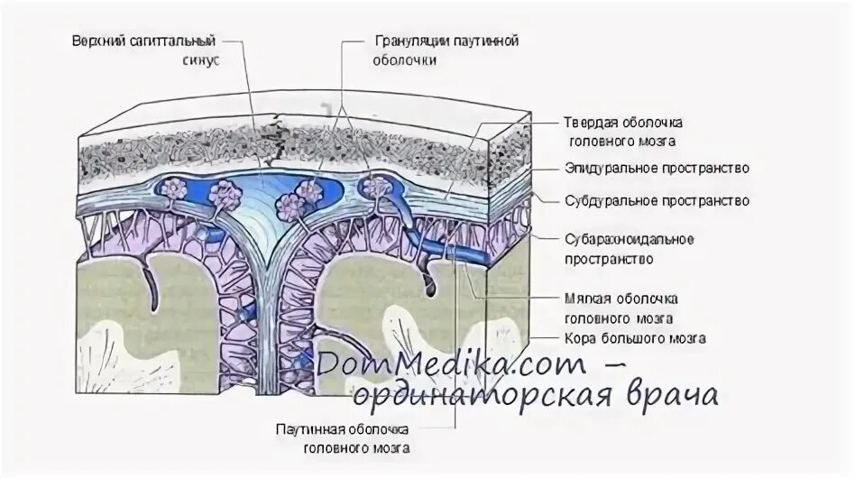 Слизистый на латинском