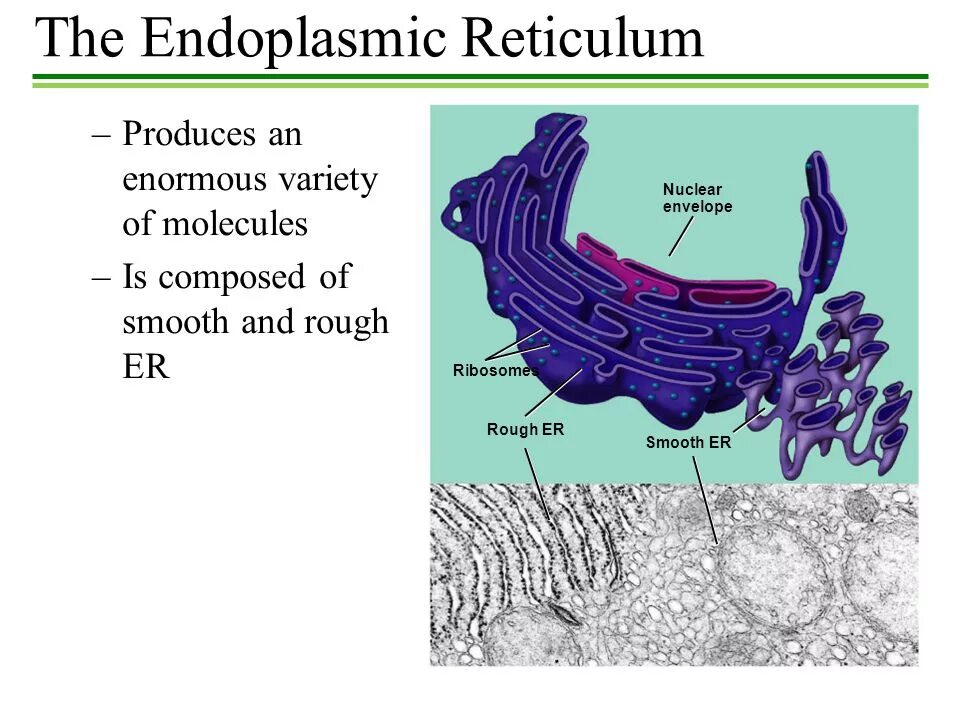 Ретикулум. Smooth endoplasmic reticulum. Rough and smooth endoplasmic reticulum. Rough endoplasmic reticulum function. Endoplasmic reticulum what.